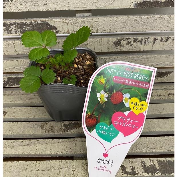 野菜苗 ワイルドストロベリー プリティー キッスベリー 9cmポット 1苗 Yasainae 0009 Gardener S Shop Ivy 通販 Yahoo ショッピング