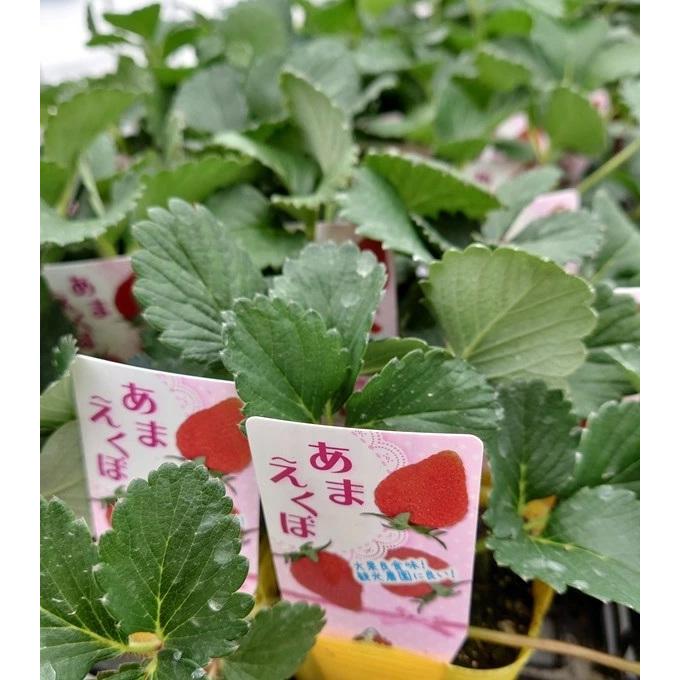 野菜苗 いちご あまえくぼ 9cmポット1苗 農林水産省品種登録 登録番号