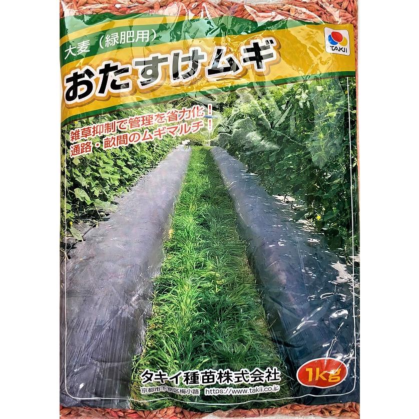 野菜種子 大麦(緑肥用) おたすけムギ 1kg タキイ種苗のタネ : Gardener s Shop Ivy - 通販 - Yahoo!ショッピング