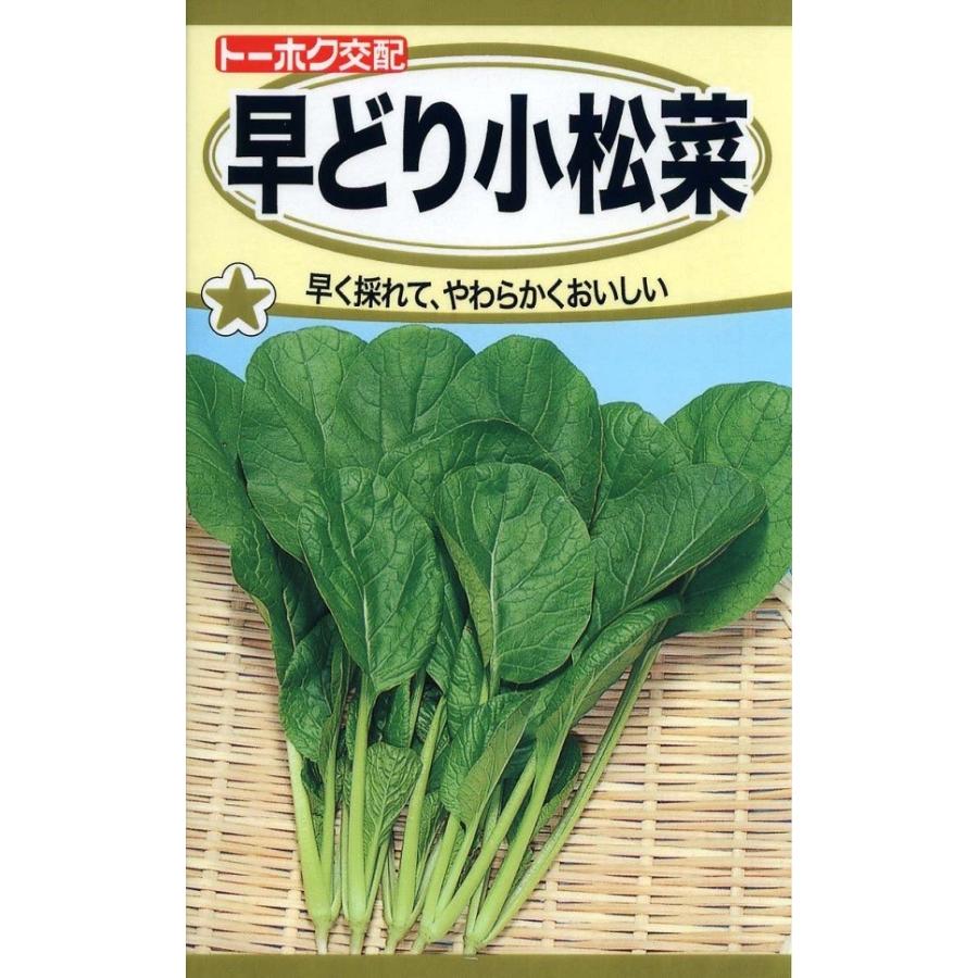 野菜種子 早どり小松菜 トーホクのタネ : Gardener s Shop Ivy - 通販