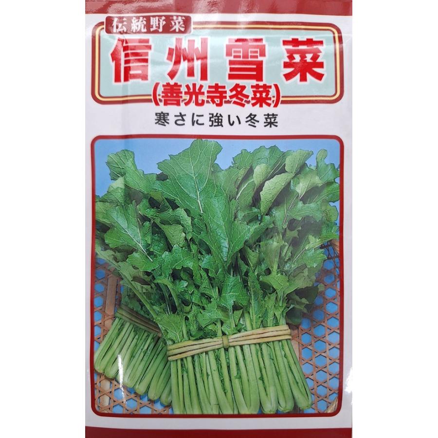 野菜種子 伝統野菜 信州雪菜（善光寺冬菜） トーホクのタネ