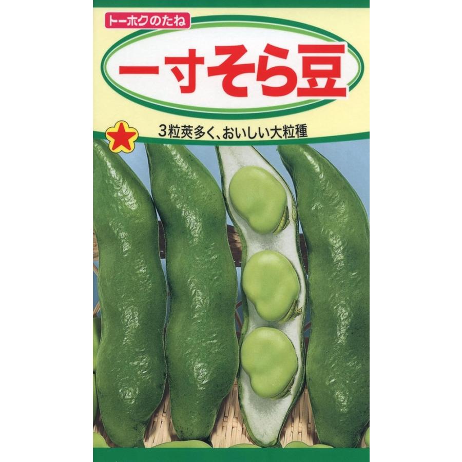 種子】一寸そら豆 トーホクのタネ : Gardener s Shop Ivy - 通販