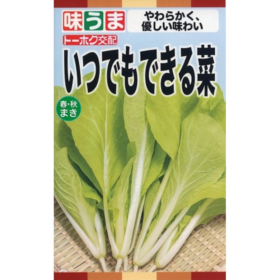 種子】 いつでもできる菜(サントウサイ) トーホクのタネ :yasaitane-1446:Gardener s Shop Ivy - 通販 -  Yahoo!ショッピング