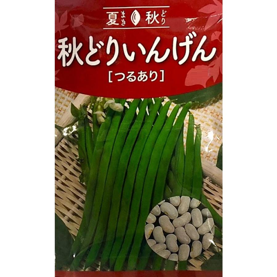 種子】 秋どりつるありいんげん フェスティバル トーホクのタネ