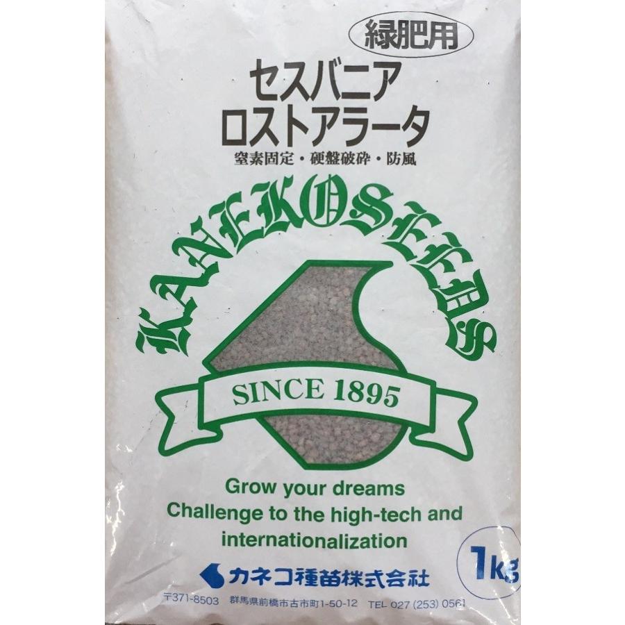 野菜種子 セスバニア ロストアラータ 1kg 緑肥 カネコ種苗のタネ