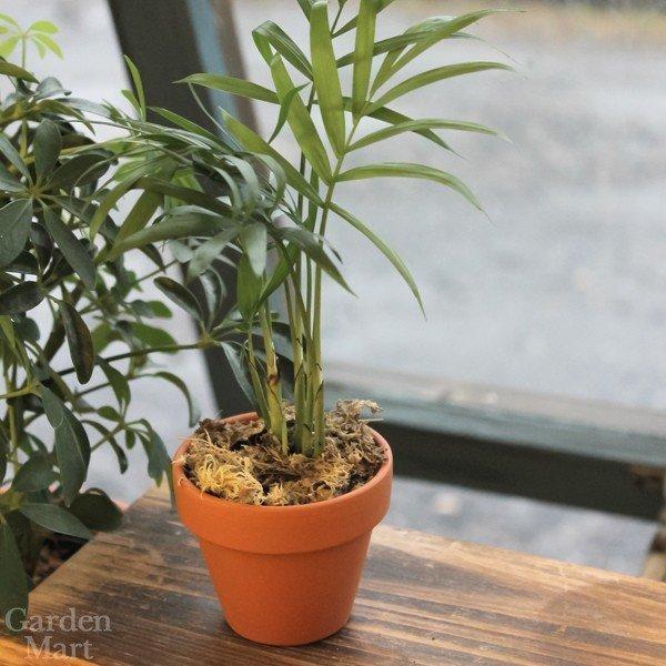 植木鉢 テラコッタ スタンダードポット 直径7cm(内径6.3cm)サイズ