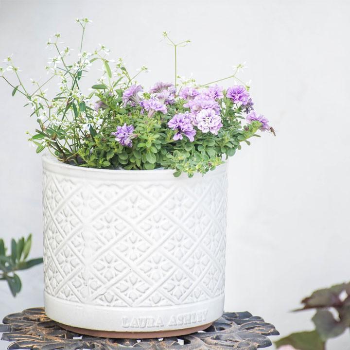 Featured image of post Laura Ashley Mr Jones Planter The bed features an attached handle so