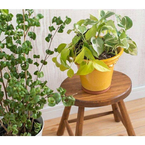 プレゼント応募対象】 ウィッチフォード 植木鉢 グレイズド ペイ