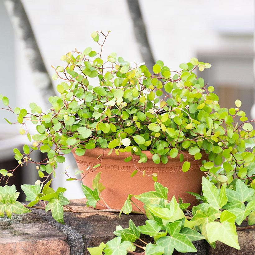 Whichford ウィッチフォード ウィッチフォード 植木鉢 シードパン 直径15cmサイズ Whichford