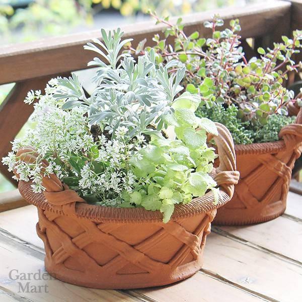 ウィッチフォード 植木鉢 バスケットシリーズシャロー&オーバル ウィズ