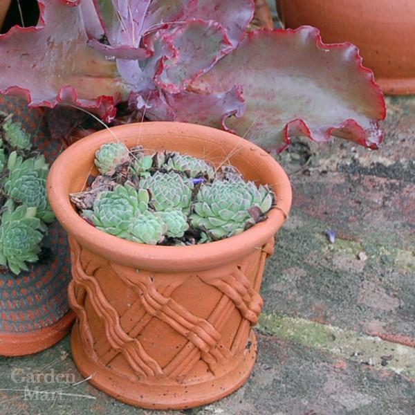 ウィッチフォード 植木鉢 ストレートバスケット 直径12cmサイズ Whichford Pottery