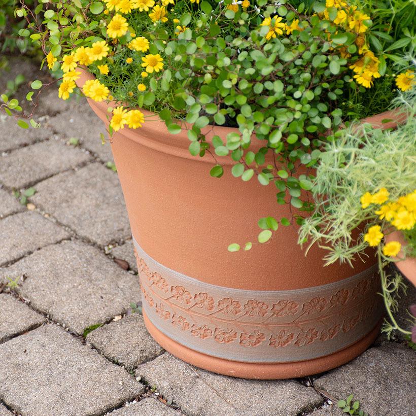 ウィッチフォード 植木鉢 バートンバンクプリムローズプランター 直径