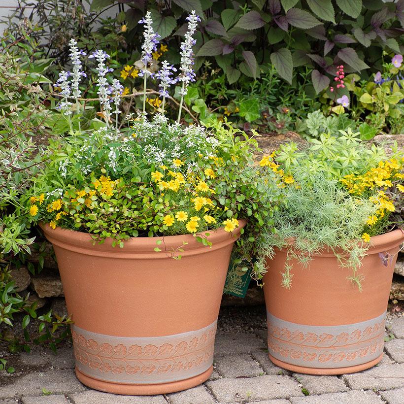 ウィッチフォード ロンドンハウスプリムローズ10号サイズ2個 ウィッチフォード ロンドンハウスプリムローズ10号サイズ2個