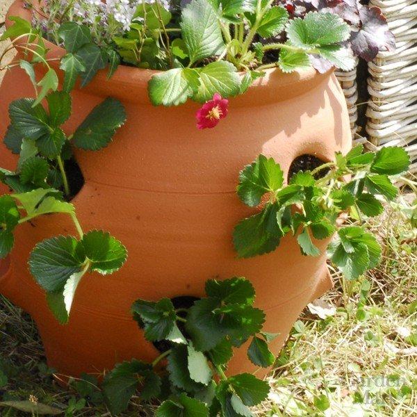 ウィッチフォード 植木鉢 ストロベリーバレル 直径33cmサイズ Whichford Potteryの画像
