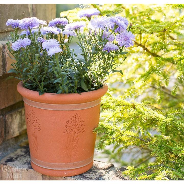 寄せ植え　ウィッチフォード鉢　期間限定込み価格 テラコッタ鉢 ウィッチフォード Whichford RHS Jekyll Flower Pot