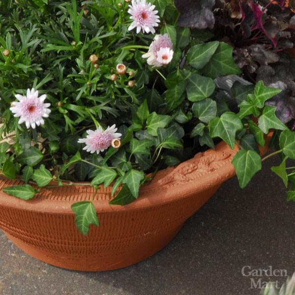ウィッチフォード 植木鉢 サラマンダーボウル 直径46cmサイズ Whichford Potteryの画像