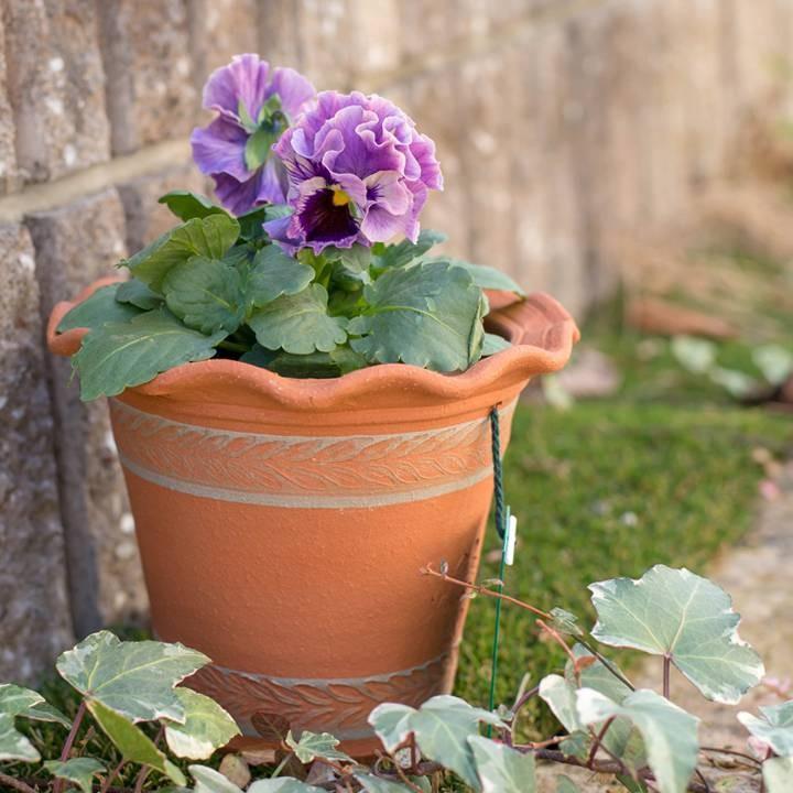 ウィッチフォード 植木鉢 パセリポット 直径19cmサイズ Whichford