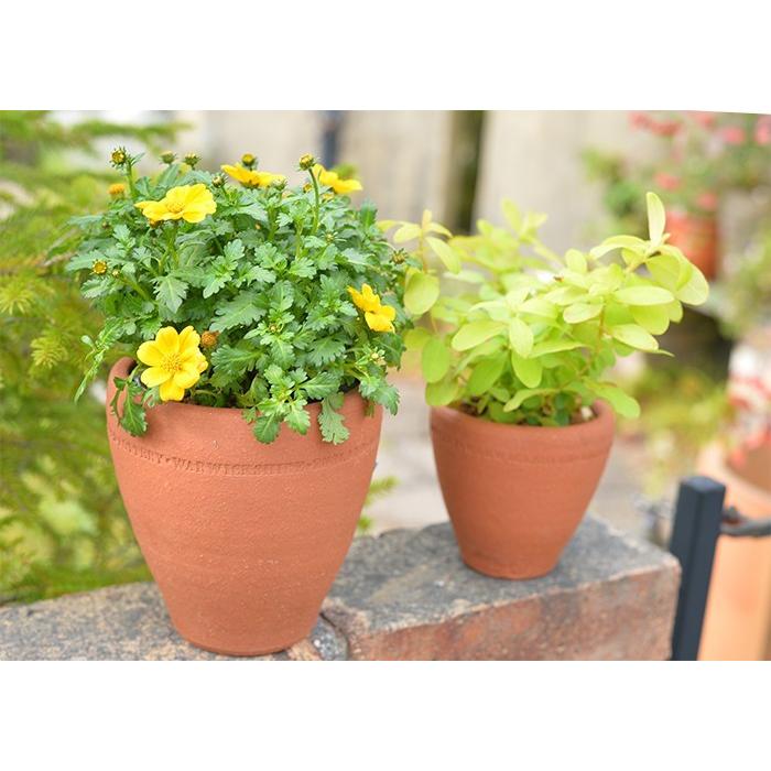 予約販売】ウィッチフォード 植木鉢 オーリキュラ ポット 直径10cm