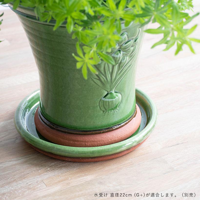 プレゼント応募対象】 ウィッチフォード 植木鉢 グレイズド アマリリス