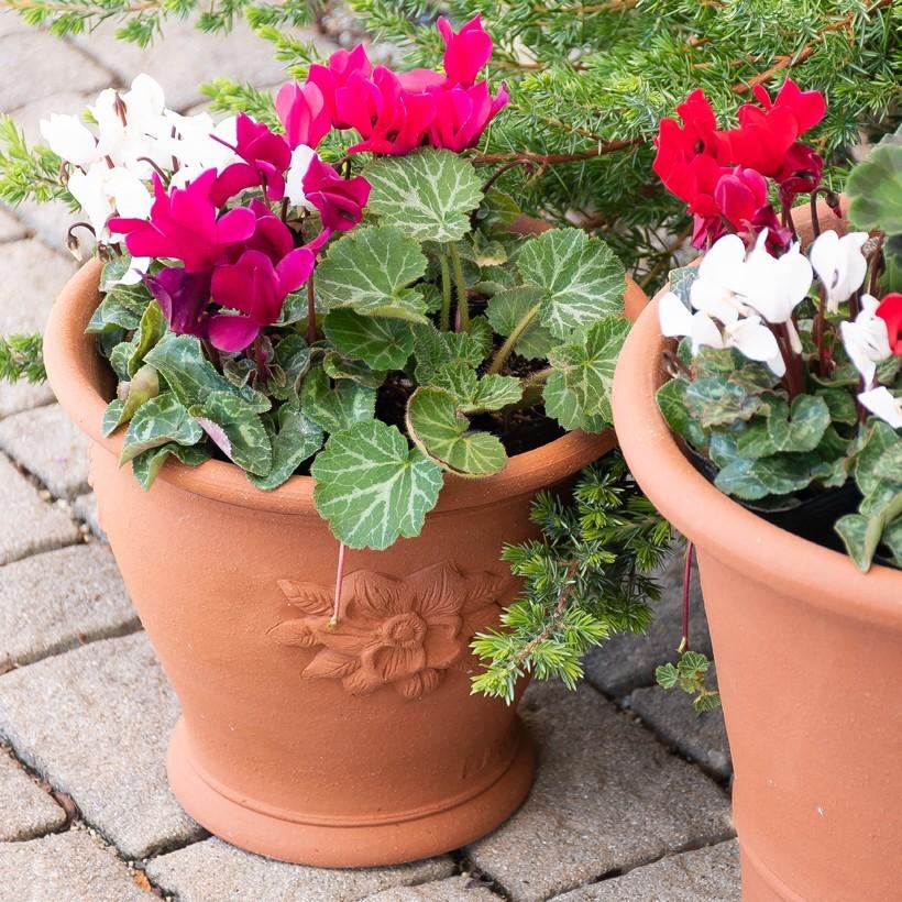 ミニバラプレゼント対象 ヘレボーポット 直径24cmサイズ ウィッチフォード テラコッタ 植木鉢 Wf 861 ガーデンマート Yahoo 店 通販 Yahoo ショッピング