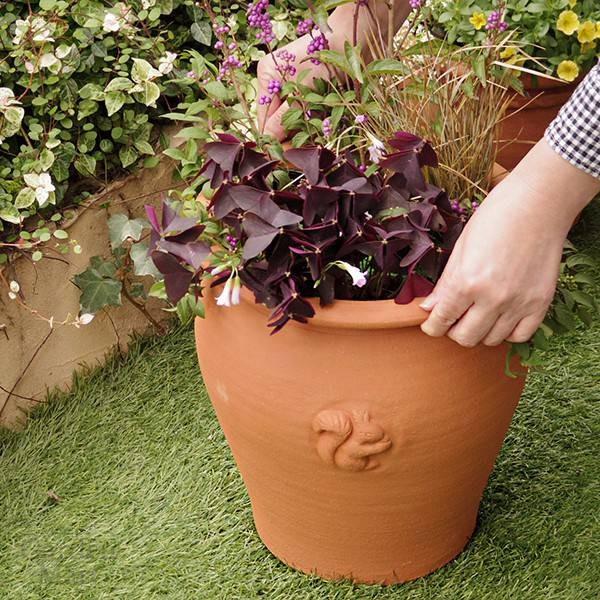 ウィッチフォード 植木鉢 スクワールシリーズ アリババ ジャー