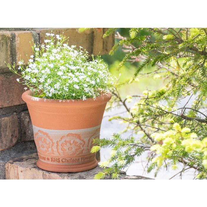 ウィッチフォード 植木鉢 チェルシーフラワーショー 2018 ポット 直径16cmサイズ Whichford Pottery (2024年9月再入荷) (2025お年玉対象) (2025福袋対象)