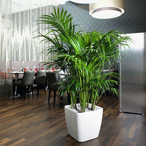 国内最安値 レチューザ・クアドロ・ジョーカー 50 (潅水セット付) (PN-LE-2050AJ-1)