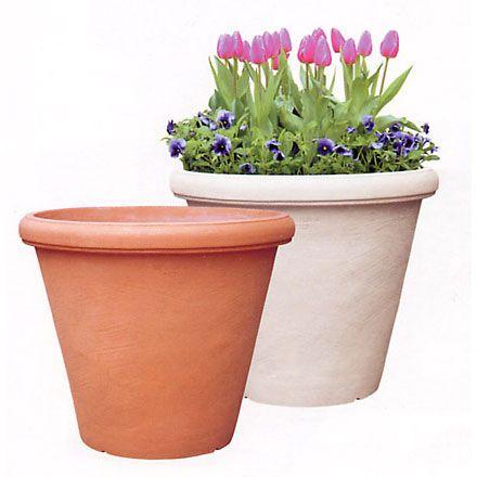 セラルンガ・カメリア 68cm (PN-SL-697)