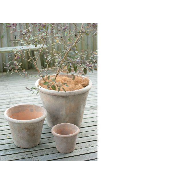 テラアストラ・アダーラ 52cm (YT-AS-R29X17E) |  | 01