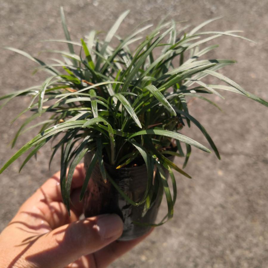 グランドカバー おすすめ ガーデニング 常緑 玉竜 タマリュウ