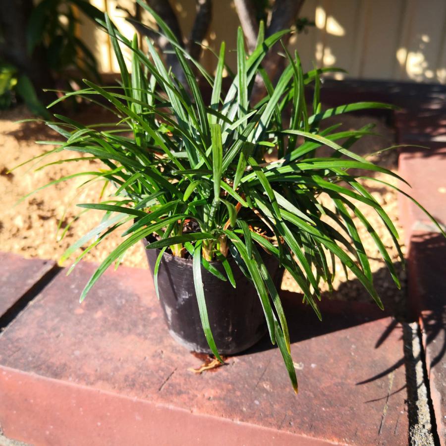 植栽タマリュウ 60ポット グランドカバー アプローチ 玄関回り 庭園 坪庭 駐車場 ガーデニング 観葉植物 花苗 スリット 目地 グランドカバー 下草 北海道 九州 沖縄 離島地域へのお届けは出来ません 了解しました Royaldiamondlabradoodles Com