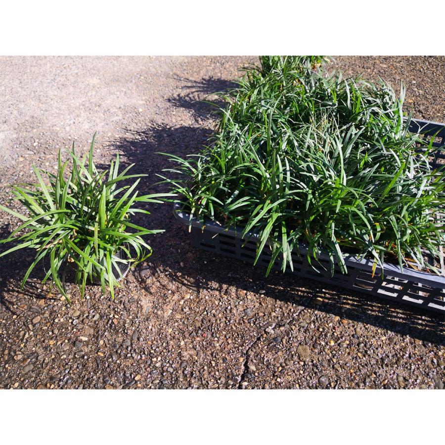 グランドカバー おすすめ ガーデニング 常緑 玉竜 タマリュウ 60