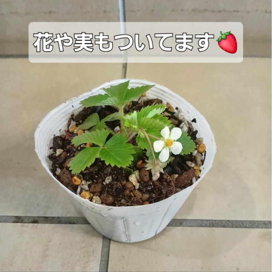ワイルドストロベリー苗 ハーブ苗 観賞用 : ガーデンスタイルYahoo!店
