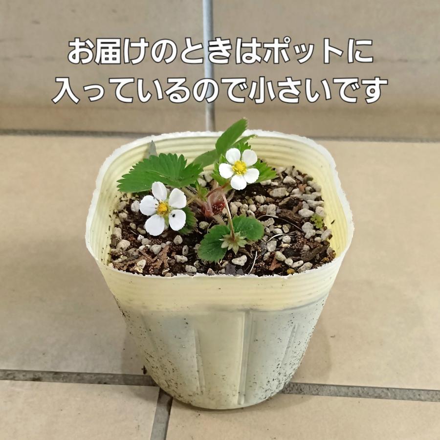 ワイルドストロベリー苗 ハーブ苗 観賞用 : ガーデンスタイルYahoo!店