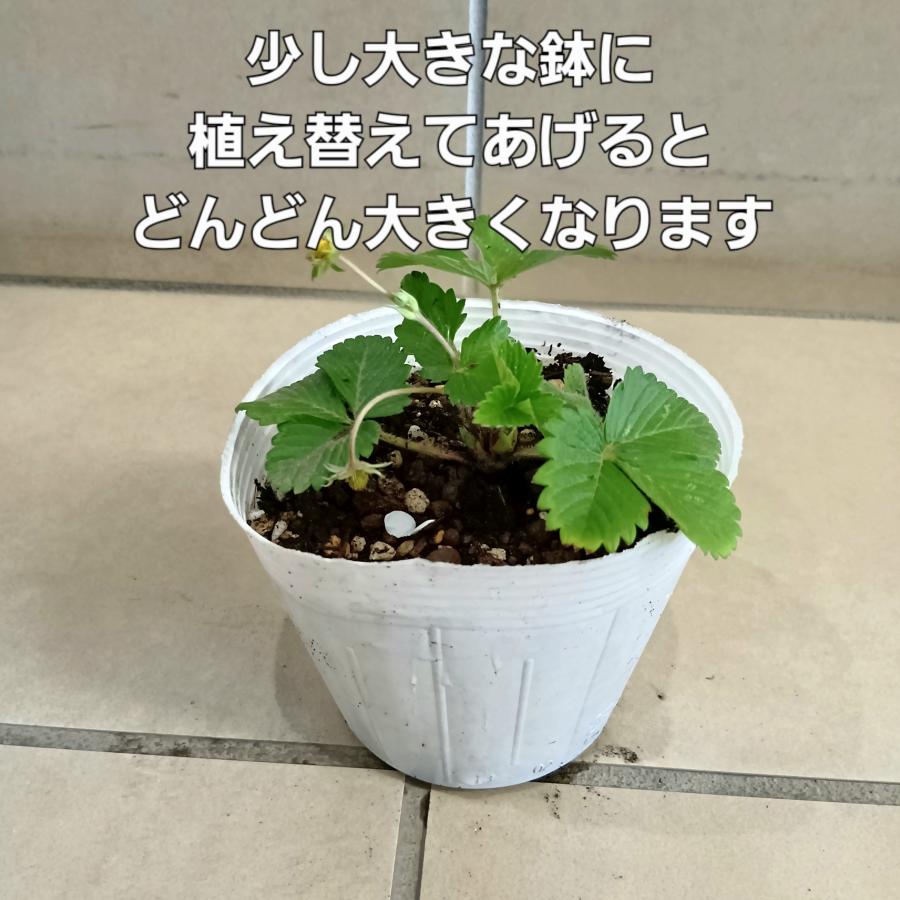 ワイルドストロベリー苗 ハーブ苗 観賞用 : ガーデンスタイルYahoo!店