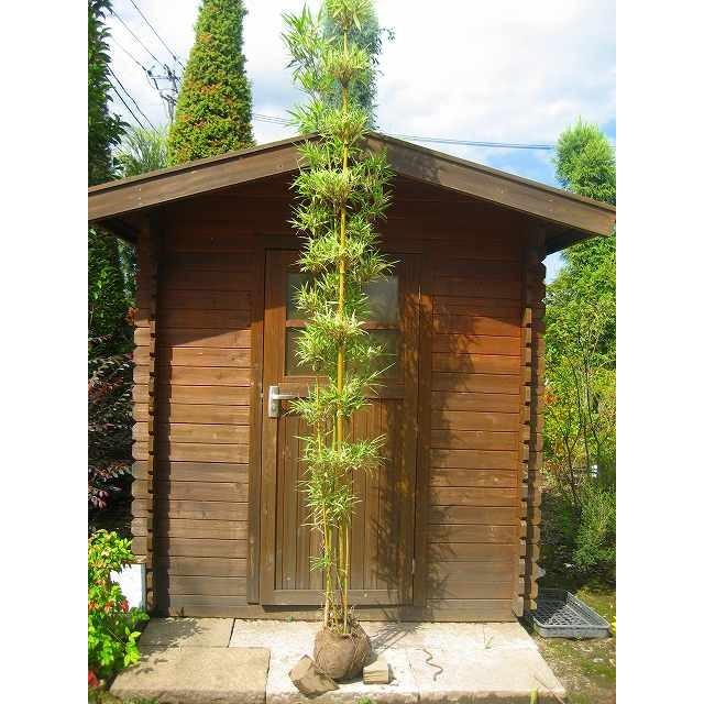 竹（タケ）/スズコナリヒラタケ 株立 樹高2.0m前後 露地苗 シンボルツリー 常緑樹(11512円)