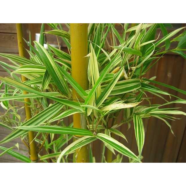 竹（タケ）/スズコナリヒラタケ 株立 樹高2.0m前後 露地苗 シンボルツリー 常緑樹 