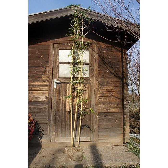 竹（タケ）/キンメイチク（金明竹） 株立 樹高2.0m前後 露地苗 シンボルツリー 常緑樹