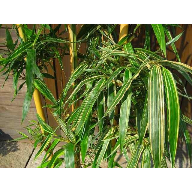 竹（タケ）/キンメイチク（金明竹） 株立 樹高2.0m前後 露地苗 シンボルツリー 常緑樹 