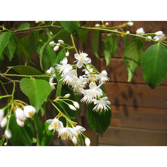 ハイノキ 樹高1.5m前後 露地苗 シンボルツリー 常緑樹 : ガーデン