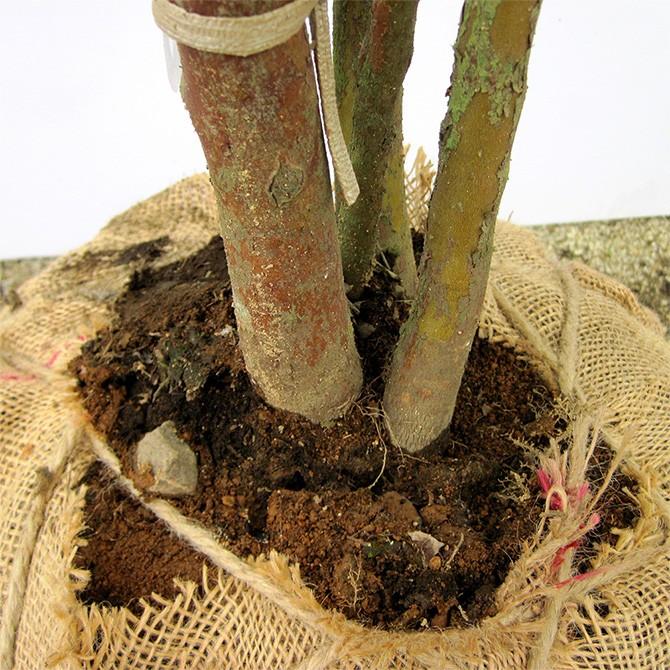 【大型商品】ヒメシャラ（姫沙羅） 株立 樹高2.5m前後 露地苗 シンボルツリー 落葉樹の画像