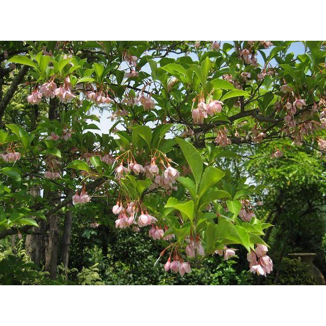 エゴノキ 株立 樹高1.8m前後 露地苗 シンボルツリー 落葉樹 : ガーデン