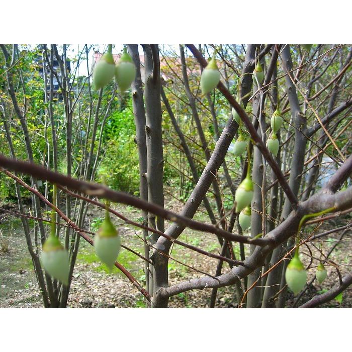 エゴノキ 株立 樹高1.8m前後 露地苗 シンボルツリー 落葉樹 : ガーデン