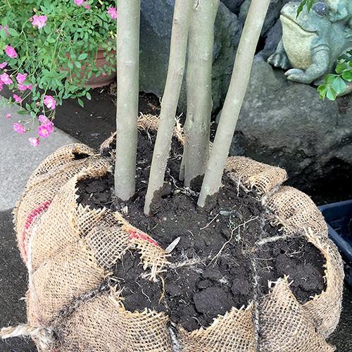 大型商品】エゴノキ 株立 樹高2.5m前後 露地苗 シンボルツリー 大型商品】エゴノキ 株立 樹高2.5m前後 露地苗 シンボルツリー