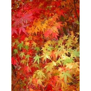 モミジ（紅葉）/イロハモミジ（伊呂波紅葉） 株立 樹高1.5m前後 露地苗