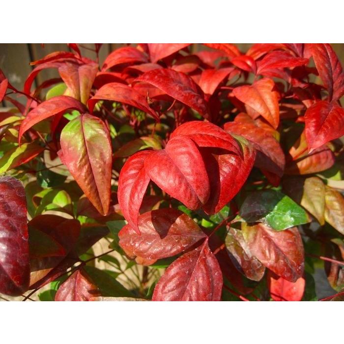 オタフクナンテン（お多福南天） 樹高0.5m前後 露地苗 低木 常緑樹