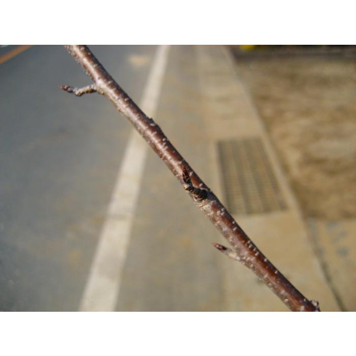 桜 サクラ ソメイヨシノ 染井吉野 樹高1 5m前後 ポット苗 シンボルツリー 落葉樹 ガーデンタウン ヤフー店 通販 Yahoo ショッピング