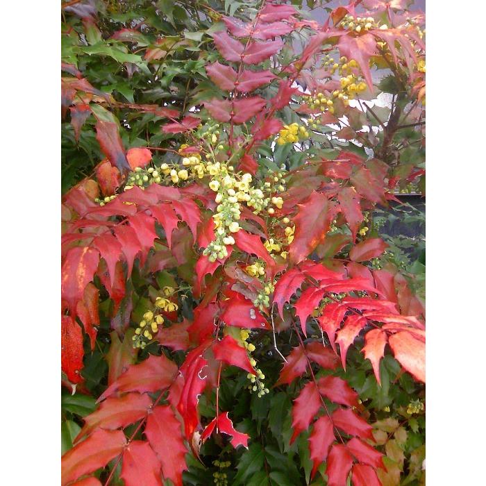 ヒイラギナンテン（柊南天） 樹高0.6m前後 露地苗 低木 常緑樹