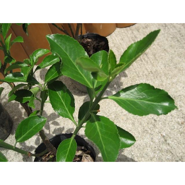 マサキ（柾） 樹高1.8m前後 露地苗 低木 常緑樹 : ガーデンタウン