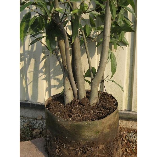 MM出品◆ブラジルアップル、１２０ｃｍｘ５苗 アップル(Apple) MK0C2J/A Apple Pencil(第1世代) (アダプタ無し